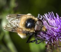 Volucella bombylans - Hoverfly(Bumblebee mimic)